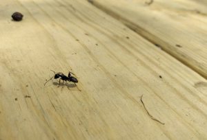 maur bekjempelse Måløy