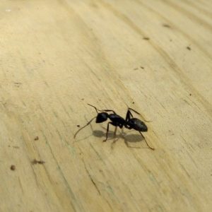 maur bekjempelse Risør