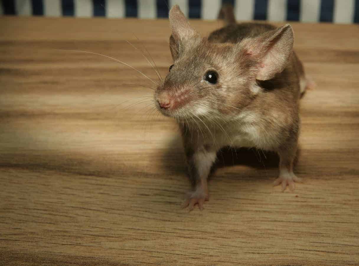 norsk mus