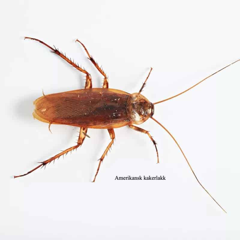 Amerikansk kakerlakk