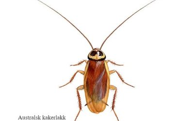 Australsk kakerlakk