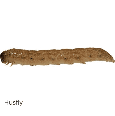 Husfly