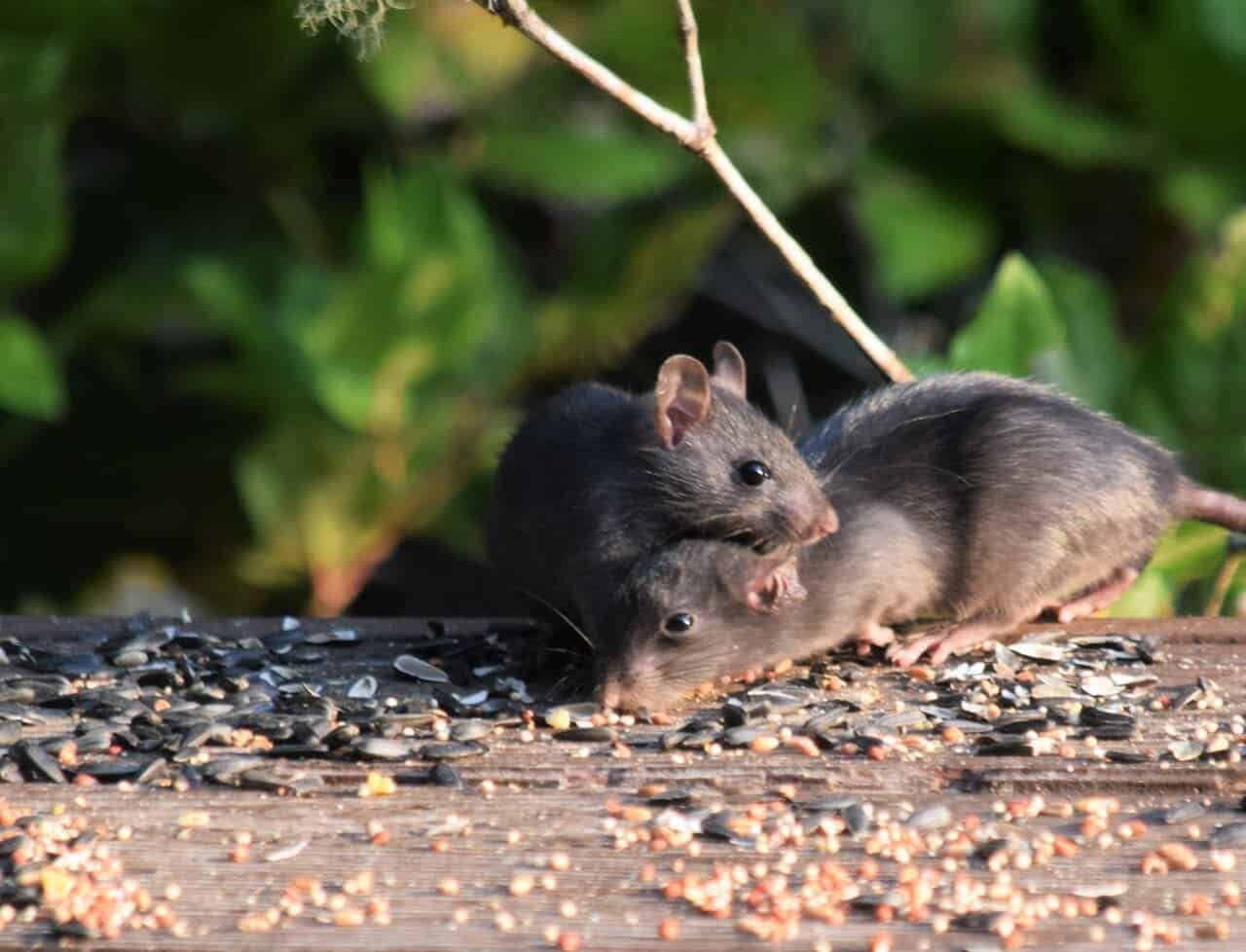 Forebygging og bekjempelse av mus og rotter i din bolig