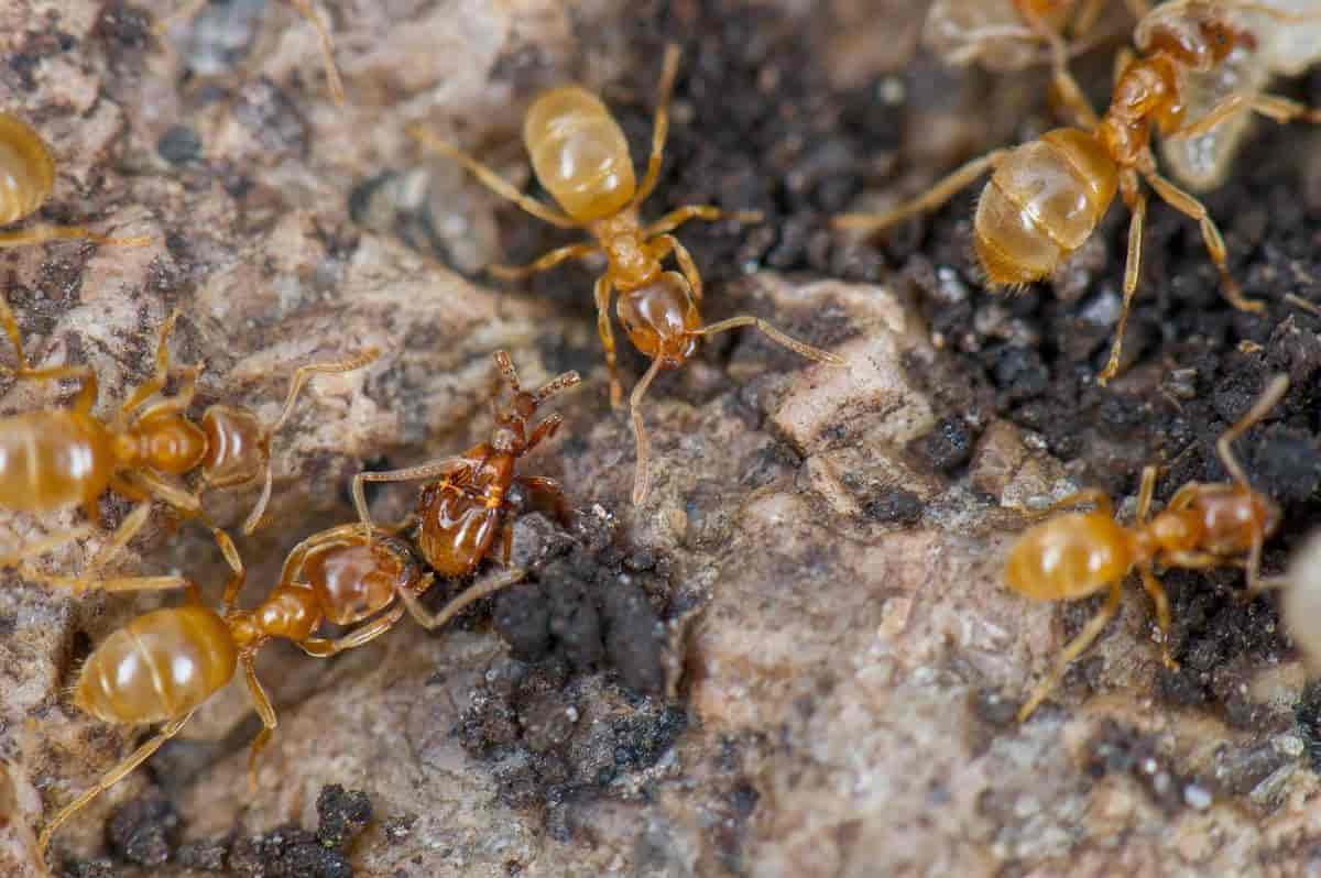 Slik håndterer du små sorte maur i hjemmet ditt