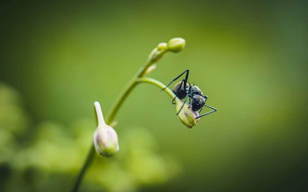 Effektive metoder for å eliminere små sorte maur