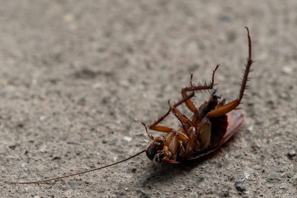 Første tegn på kakerlakker Hvordan identifisere dem