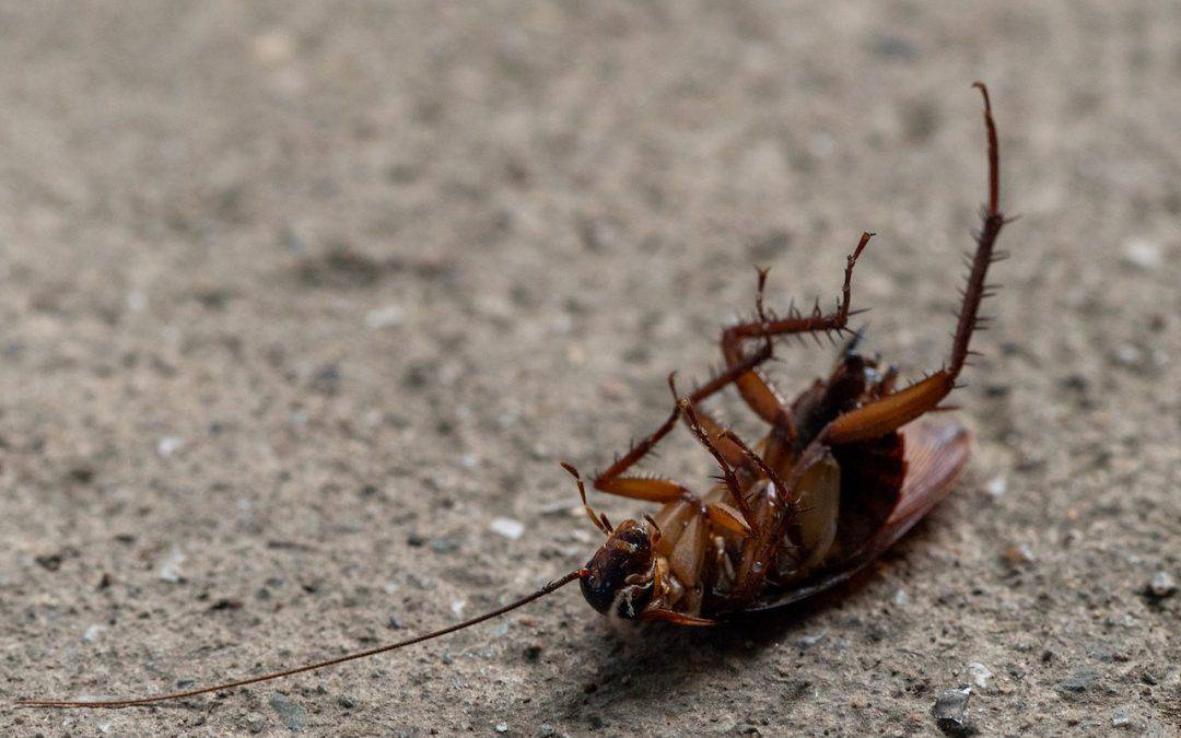 Første tegn på kakerlakker: Hvordan identifisere dem