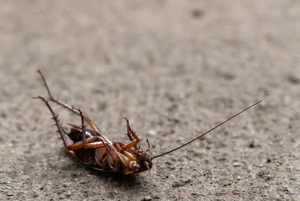 Slik bekjemper du kakerlakker uten kjemikalier