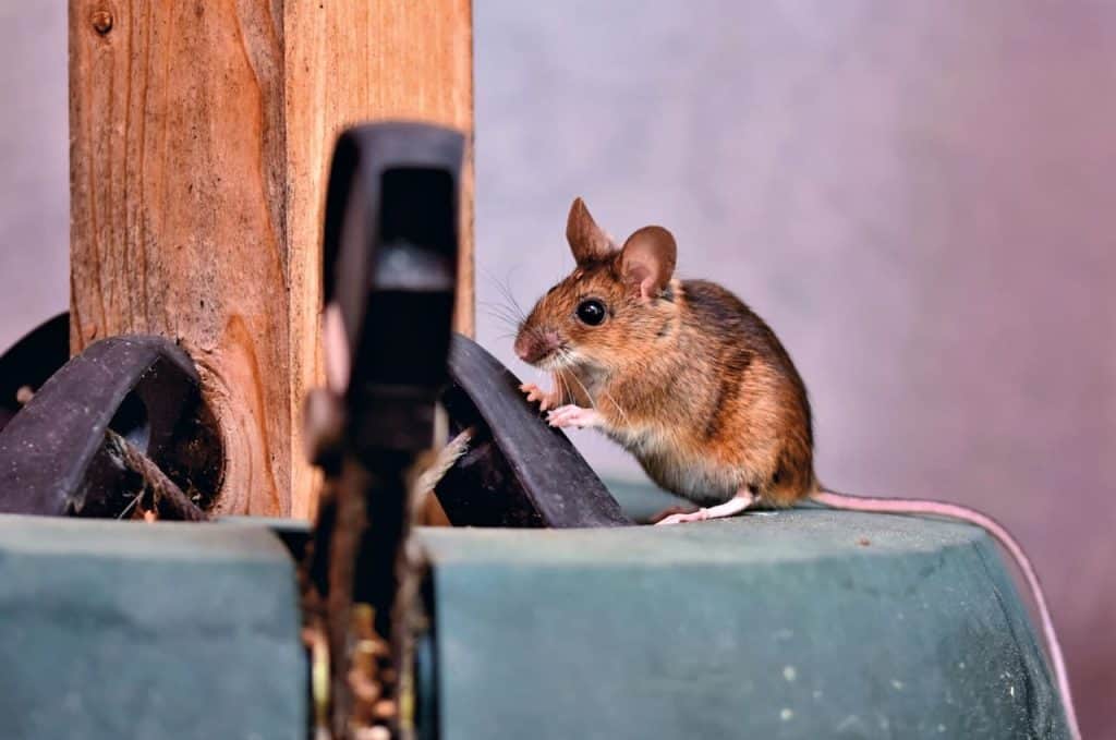Tegn på en mus- eller rotteinvasjon