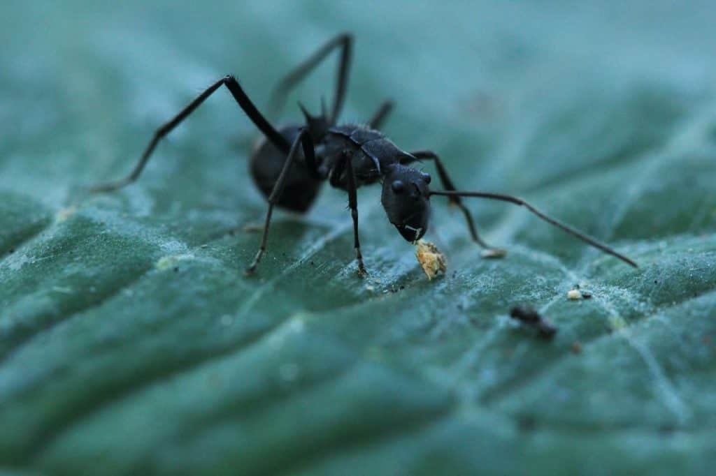 Tips og triks for å bli kvitt små sorte maur