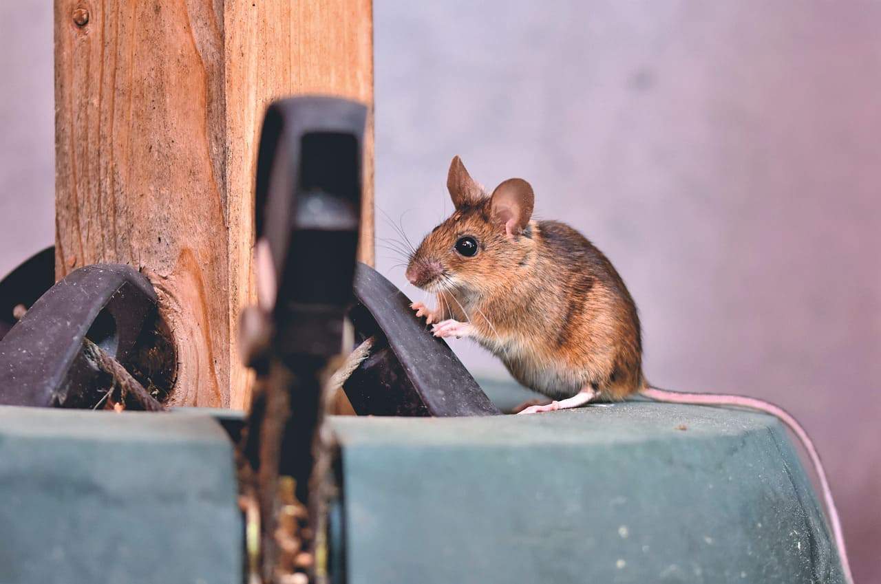 Mus i huset Slik håndterer du mus og rotter effektivt