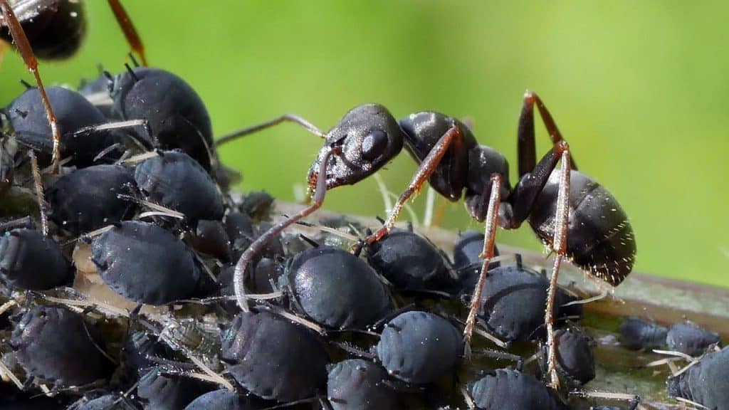 Små sorte maur Hva du trenger å vite og hvordan bli kvitt dem