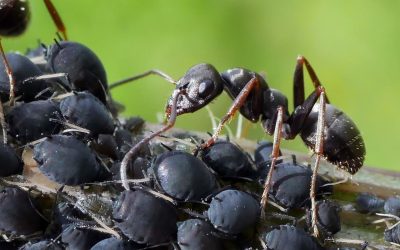 Små sorte maur: Hva du trenger å vite og hvordan bli kvitt dem