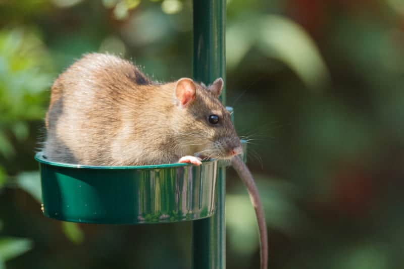 skadedyrkontroll av rotte
